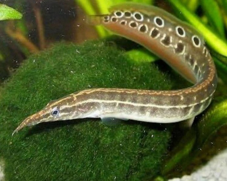 Peacock Eel ~ 10cm